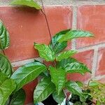Passiflora edulis Blad