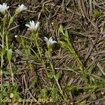 Cerastium cerastoides Habit