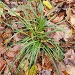 Carex sylvatica Leaf