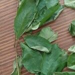 Terminalia superba Hoja