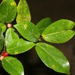 Ficus colubrinae Leaf