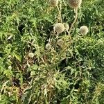 Echinops exaltatus Habitat