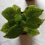 Pilea involucrata Ліст