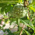 Annona squamosa Vrucht