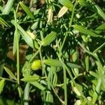 Geitonoplesium cymosum Hoja