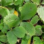 Fragaria virginiana Blatt