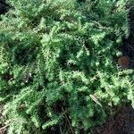 Petrosedum forsterianum Blad