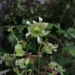 Silene baccifera Цвят