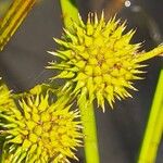 Sparganium americanum Fruit