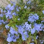 Plumbago europaea Квітка