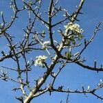 Pyrus spinosa Blomst