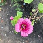 Malope trifida Flower