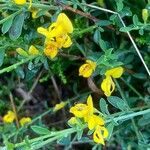 Genista pilosa Flower
