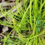 Carex lurida Frucht