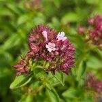 Origanum vulgareBlüte