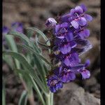 Penstemon speciosus Virág