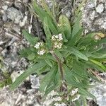 Valeriana discoidea Deilen