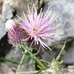 Ptilostemon chamaepeuce 花