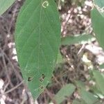 Hypoestes aristata Leaf