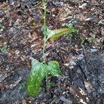 Smilax bona-nox Habit