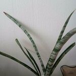 Aechmea fasciata Leaf