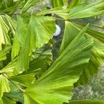 Caryota mitis Leaf