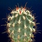 Sclerocactus parviflorus Habit