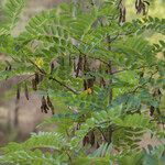 Robinia pseudoacaciaFolio