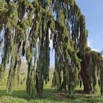 Cupressus pendula 葉