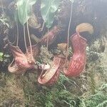 Nepenthes mirabilis Blatt