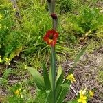 Gladiolus dalenii Kvet