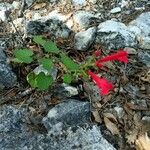 Salvia roemeriana Flor