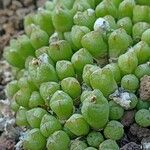 Conophytum loescheanum Habit