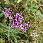 Verbena bonariensisFlors