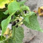 Solanum scabrum 葉