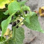 Solanum scabrum Leaf