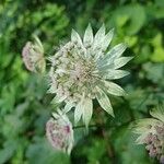 Astrantia major Blomst