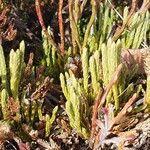 Lycopodium alpinum List