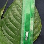 Palicourea longiinvolucrata Leaf