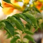 Campsis grandiflora Likasa