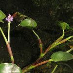 Pontederia rotundifolia Агульны выгляд