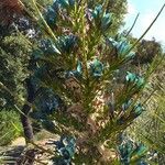 Puya alpestris Blomst