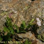 Silene cordifolia Habit