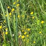 Sonchus arvensisFlower