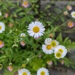 Erigeron karvinskianusBlomst