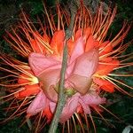 Brownea rosa-de-monte Flower