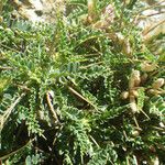 Astragalus greuteri List