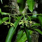 Guatteria dolichopoda Fruit