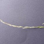 Glyceria declinata Lorea