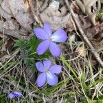 Viola pedata Flower